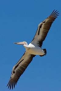 Süzülerek uçan Avustralya pelikanı