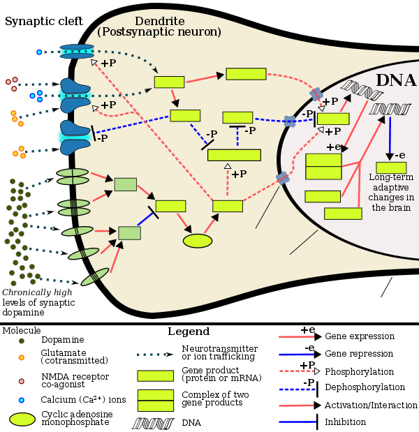 The signaling cascade involved in psychostimulant addiction