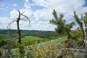 Pine tree over wooded valley, Khvalynsky NP