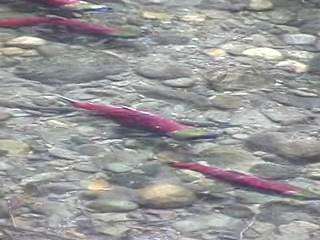  video of Sockeye Salmon