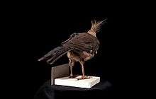 Perching hoopoe starling museum specimen