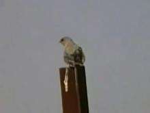  A pale crag martin preens its feathers while perching on a wooden post