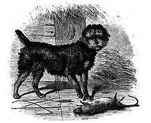 "A drawing of a black dog with a rounded head, standing to a dead rat."