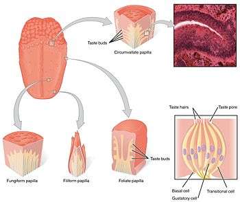 Taste receptors in papillae