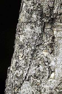 A flying lizard hard to see on a patterned tree trunk