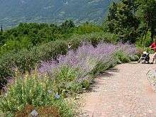 Purple flowers border a walking path