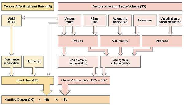 Hierarchical summary of major factors influencing cardiac output.