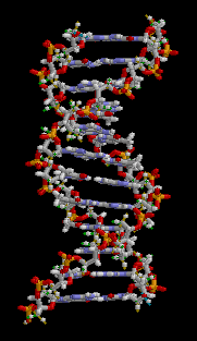 Animated 3D-wire model of DNA
