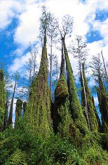 An image looking up into tall cypress trees that are covered in vines that spread out toward the bottom