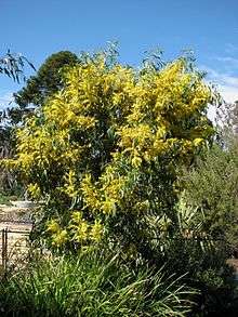 A rounded tree with green foliage and profuse yellow flowers in a public garden