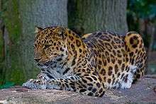 Land of the Leopard NP