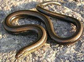 The slow worm is a small lizard which has no limbs and is, therefore, often mistaken for a snake.