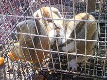 Three slow lorises with dark stripes running down their backs sit curled up in a wire cage on a street