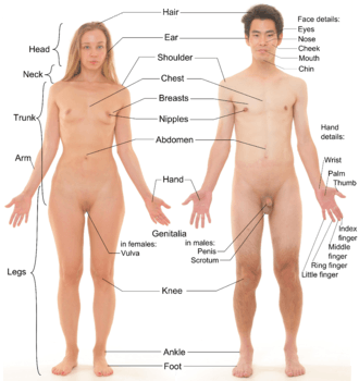 Photograph of an adult female human, with an adult male for comparison.  Note that both models have partially shaved body hair.