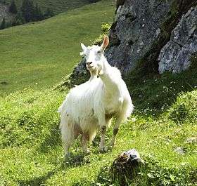 a hornles goat with a long white coat