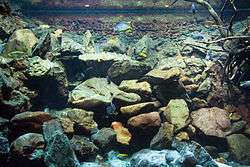 Aquarium with large stones of various shapes piled high. Some bare sticks are at right, and blue and yellow fish swim in the water.