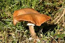 A chestnut colored mushroom with a floppy-looking margin and a shaggy stem grows among grass and young shoots.