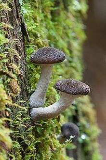 A pair of mushrooms jut from the side of a mossy tree trunk; their cap is grey and warty, and their gills are still hiden by the universal veil.