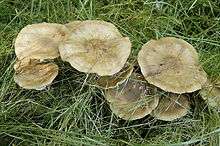 A group of brown mushrooms, their ring-marked caps overlapping, grows in tall grass.