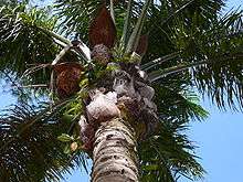  A view of the crown of a palm tree from below. Dark green leaves emerge in a radial pattern from the trunk of the tree,  above old, dried leaf bases from which the leaves have been cut off.  Small ferns grow on them, wedged between the old leaf bases and the  trunk of the palm. Between the dried leaf bases and the green leaves  there are several brown inflorescences, each of which lies below a  reddish-brown bract which is larger than the inflorescence.