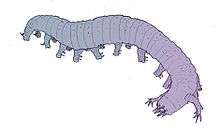 drawing of Cambrian-aged soft-bodied, caterpillar