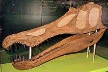 Skeletal dinosaur head with jaws open