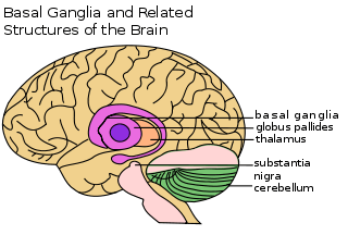 The basal ganglia are at the brain's center; related nearby structures are the globus pallides, thalamus, substantia nigra, and cerebellum.