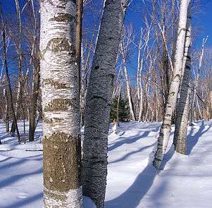 The trunks of many trees with white bark poke up through snow. The trees are leafless against a bright blue sky, sunshine shows dark patterns on their bark.