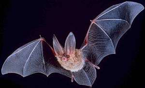 a large bat with mouth open, and wings unfurled, lit up against a black background