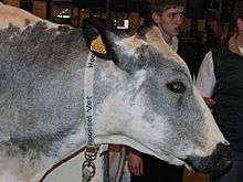 head of a white cow with blue-grey markings