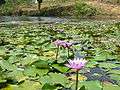 Blue Lotus Madhobpur Lake Srimongol Sylhet Bangladesh 2.JPG