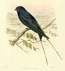 Drawing of a blue swallow