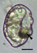 Light micrograph of a cell, translucent with purple borders, with an ocelloid visible at lower right.