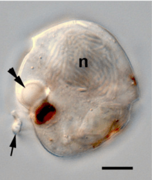 An image of a single cell featuring a large nucleus and an ocelloid, which is composed of a roundish "lens" and a darkly pigmented disc-shaped retinal body.