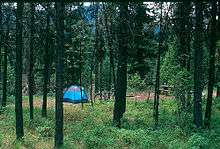 Photo of a tent and campsite through pine trees