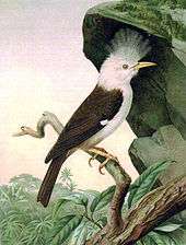 Painting of brown-and-white, crested bird with a long beak, on a branch under an overhanging rock