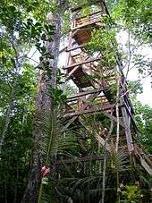 A large wooden staircase in a tower-shaped wooden frame climbs into the canopy, leading to a canopy walkway.