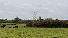 Square church tower showing above tees and shrubs. In the foreground is a grass field with cattle.