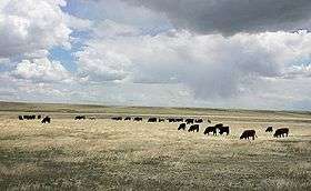 Photo of grazing cattle on golden pasture under cloudy skies