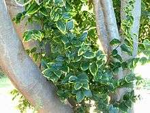 Simple, alternate leaves with a toothed margin