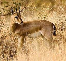 Image result for Indian Gazelle Bagalkot