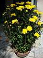 Chrysanthemum morifolium (4).JPG