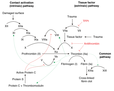 Schematic diagram of the blood coagulation and protein C pathways. In the blood coagulation pathway, thrombin acts to convert factor XI to XIa, VIII to VIIIa V to Va, fibrinogen to fibrin. In addition, thrombin promotes platelet activation and aggregation via activation of protease-activated receptors on the cell membrane of the platelet. Thrombin also cross over into the protein C pathway by converting protein C into APC. APC in turn converts factor V into Vi, and VIIIa into VIIIi. Finally APC activates PAR-1 and EPCR.