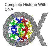A DNA double strand wrapped around a core of histone proteins