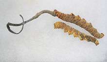 Two dried yellow-orange caterpillars, one with a curly grayish fungus growing out of one of its ends. The grayish fungus is roughly equal to or slightly greater in length than the caterpillar, and tapers in thickness to a narrow end.