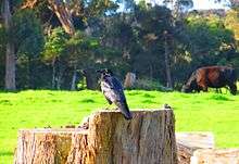 A black bird perching on a large stump in a field