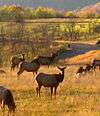 A sunlit field has six antlerless elk standing in it, with several more resting on the ground.