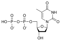 Skeletal formula of thymidine diphosphate, 2- negative charge
