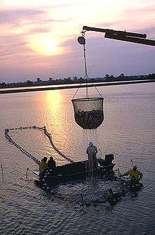 Photo of dripping, cup-shaped net, approximately 6 feet (1.8 m) in diameter and equally tall, half full of fish, suspended from crane boom, with four workers on and around larger, ring-shaped structure in water