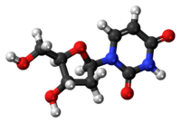 Ball-and-stick model of the deoxyuridine molecule